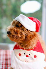  Dog wear on Santa clause hat