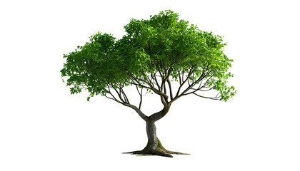 Trees on a translucent background