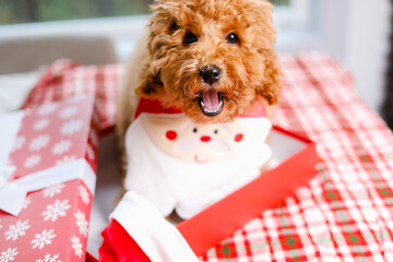  Puppy inside a gift box wear on Santa clause costume