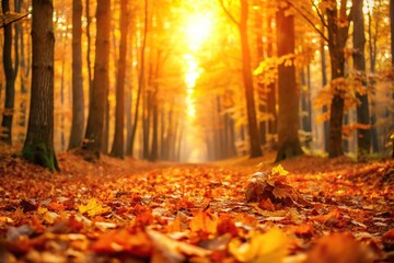 Softly glowing orange and yellow tones illuminate the forest floor as fallen leaves carpet the ground, colors, autumn