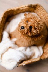 Brown puppy sitting in a straw basket with a cozy blanket and looks up