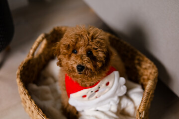 Brown puppy sitting in a straw basket with a cozy blanket and looks up