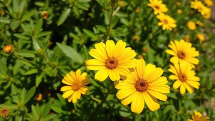 Fototapeta premium Vibrant yellow flower plant standing alone against a lush green background, greenery, isolated