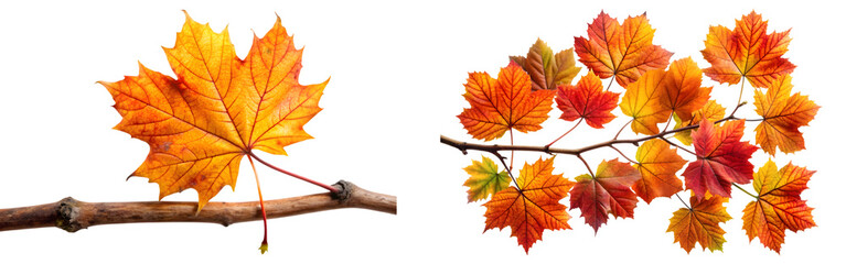 Obraz premium set of autumn leaves on branch isolated on a transparent background, cut out