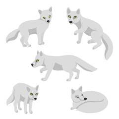 vector drawing set of Arctic foxes, animal isolated at white background