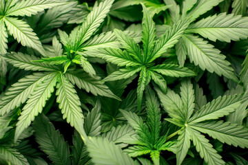 green cannabis flowers in full bloom. AI generative.