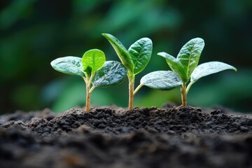 Three seedlings growing in fertile soil symbolizing new life