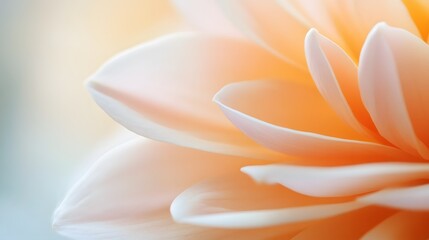 Obraz premium Explore the delicate beauty of flower petals