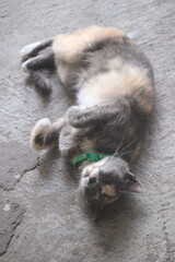 Obraz premium Cat's funny behavior seeks his master's attention