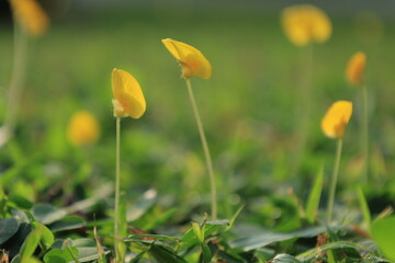 Close-up of Yellow Flowering Plant in Fresh Green Grassland