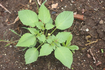 new plants growing after the rainy season arrives