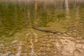 Clear shallow water with rocks and underwater vegetation visible