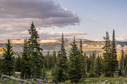 Forest landscape with tall pine trees and distant mountains under a cloudy sky