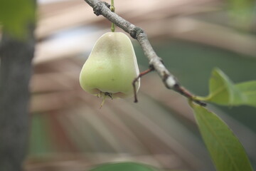 White water guava for the background
