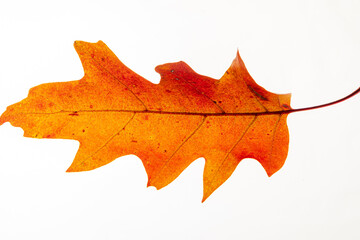 Fototapeta premium dry oak leaf on the white