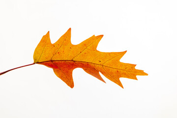 dry oak leaf on the white
