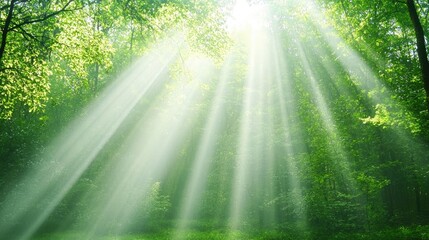 Ethereal Sunlight Streaming Through a Lush Green Forest