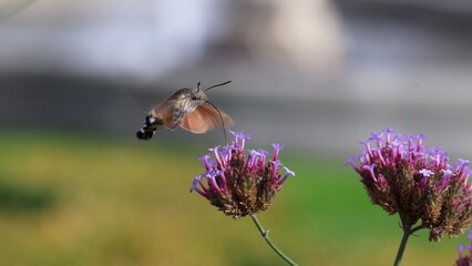 Hummingbird Hawk Moth flies around the flower head, beautiful butterfly