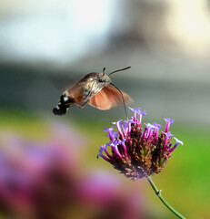Hummingbird Hawk Moth flies around the flower head, beautiful butterfly