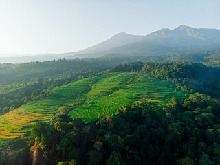 Naklejka premium Aerial drone view of terraced paddy field scenery with Mount Rinjani background in Senaru, Lombok, Indonesia, Lombok, Indonesia.