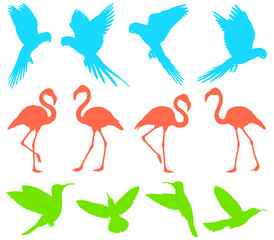 Colorful silhouette illustrations of various tropical birds isolated on transparent background