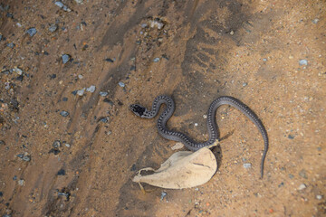 Snake is hiding in grass. He is waiting for his loot.