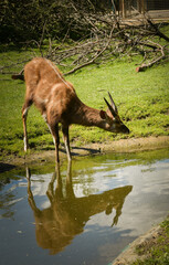 African Antelope is standing in the zoo near to the fence. They have not place for living.