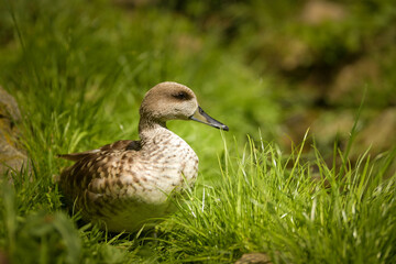 Duck in the zoo enclosure, spring chicks,	
