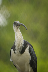 Bird is standing on the branch in zoo. Summer day in zoo.	
