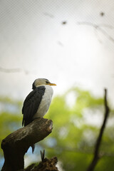 Bird is standing on the branch in zoo. Summer day in zoo.	
