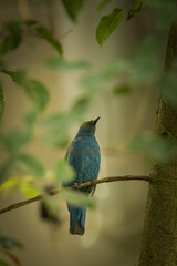 Bird is standing on the branch in zoo. Summer day in zoo.	
