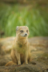 A mongoose is sitting in its enclosure at the zoo. Summer sunny day at the zoo. Happy animal in captivity	

