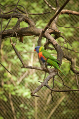 Bird is standing on the branch in zoo. Summer day in zoo.	
