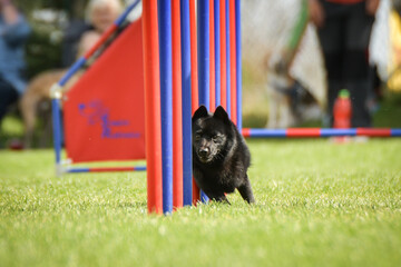 Dog is running slalom on his agility training on agility summer camp czech agility slalom.	
