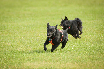 Dogs are playing outside in the grass. He is so crazy dog on trip.	
