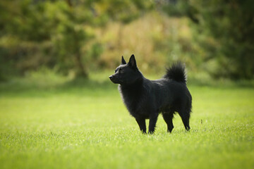 Summer portrait of dog. He is so cute in the nature. He has so lovely face	