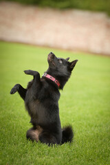 Summer portrait of dog. He is so cute in the nature. He has so lovely face	