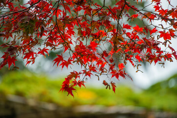 red maple leaves