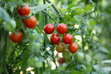 Small cocktail organic tomatoes ripening on a summer bush in a bio garden