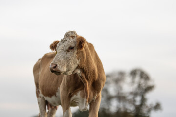 Close up profile portrait of red mottled cow. Calm animal taken from below. Side face