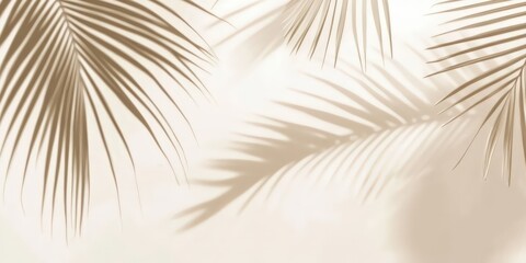 Palm Leaf Shadows on White Background	
