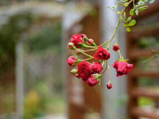 Close-up photo of autumn red roses in bloom