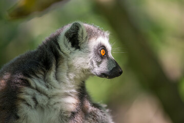 Portrait of a Ring-Tailed Lemur