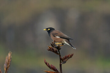 Myna perched atop a Harakeke branch