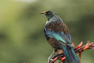 Colorful Tui sitting on Harakeke/Flax branch