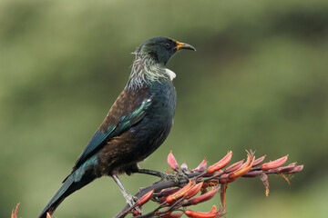 Colorful Tui sitting on Harakeke/Flax branch