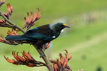 Colorful Tui sitting on Harakeke/Flax branch
