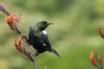 Colorful Tui sitting on Harakeke/Flax branch
