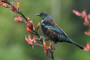 Colorful Tui sitting on Harakeke/Flax branch