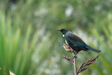 Tui perched on branch scanning its surroundings